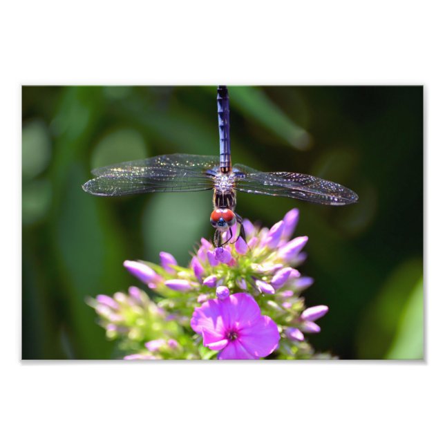 Foto Dragonfly e Davids Lavanda Phlox (Frente)