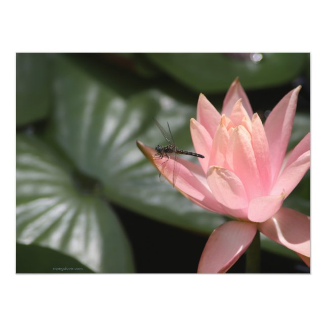 Foto Dragonfly em um Pond Suburbano (Frente)