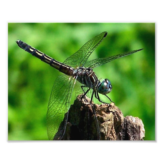 Foto Dragonfly Fechar Natureza 8x10 (Frente)