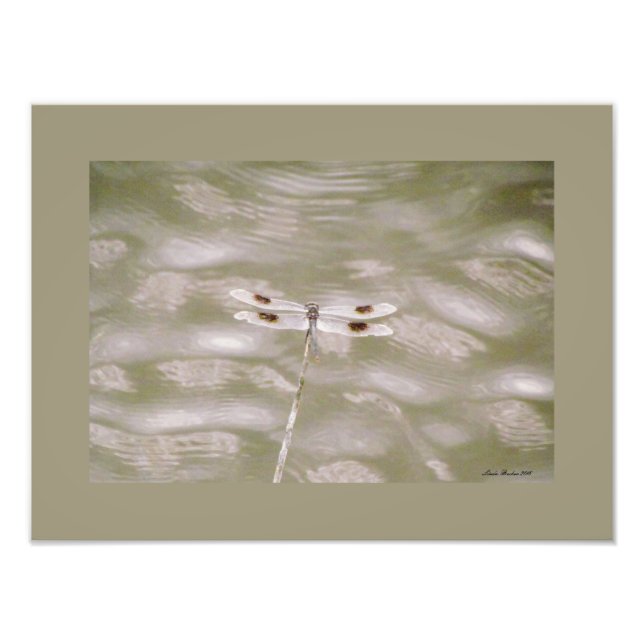 Foto Dragonfly por Linda Becker (Frente)