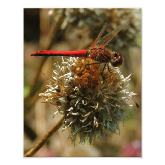 Foto Dragonfly Red Fall