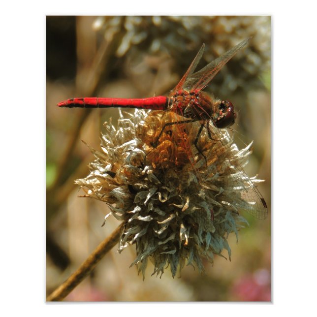Foto Dragonfly Red Fall (Frente)
