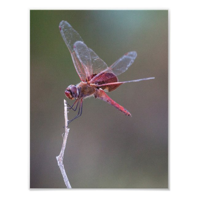 Foto Dragonfly Red Saddlebags Masculinos (Frente)