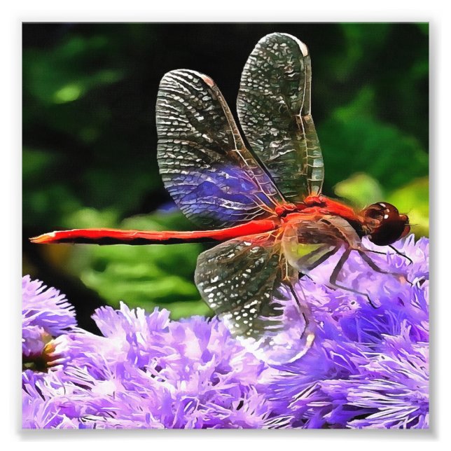 Foto Dragonfly Vermelha em Flores Violetas Roxos (Frente)