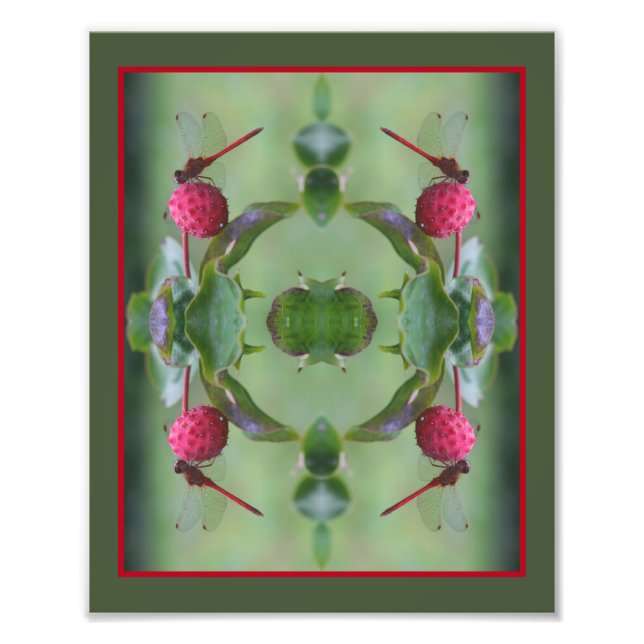 Foto Dragonfly Vermelha Na Fruta Dogwood Abstrato 8x10 (Frente)