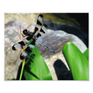 Foto Dragonfly Zebra 8x10