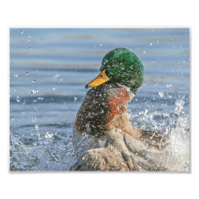 Foto Drake Mallard Fazer uma grande abertura (Frente)