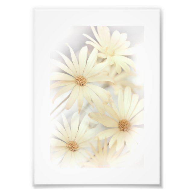 Foto Dreamy Daisies 2 (Frente)