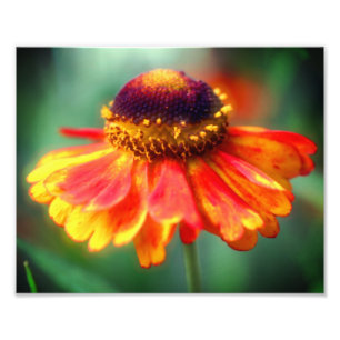 Foto Dreamy Zinnia Flower 8x10