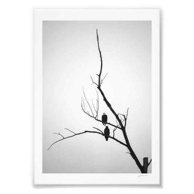 Foto Duas águias (Frente)