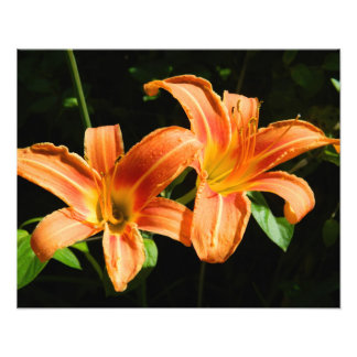 Foto Duas Flores