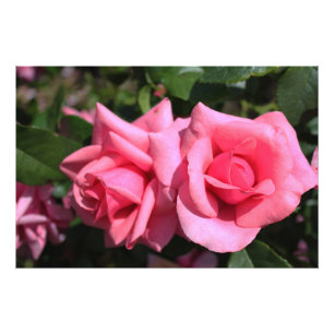 Foto duas flores de rosa rosa-quente perfeitas. amor