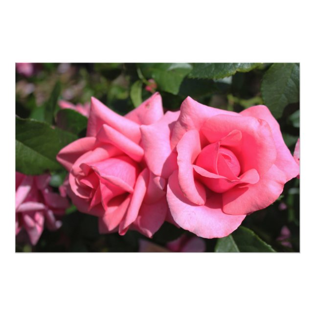 Foto duas flores de rosa rosa-quente perfeitas. amor (Frente)