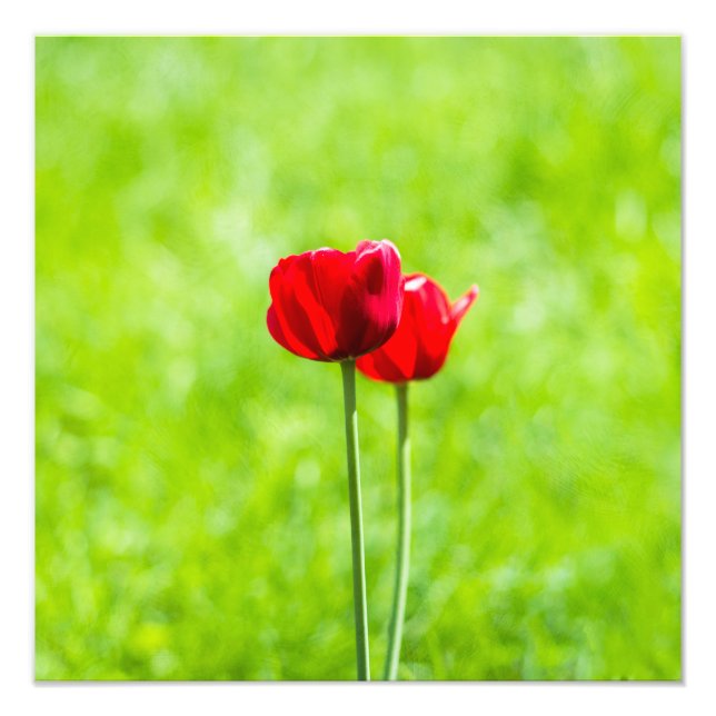 Foto Duas flores de tulipa vermelha (Frente)