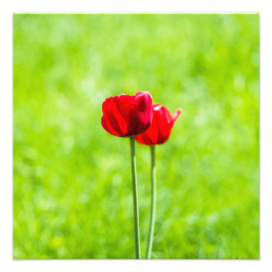 Foto Duas flores vermelhas da tulipa
