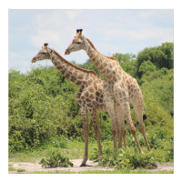 Duas girafas
