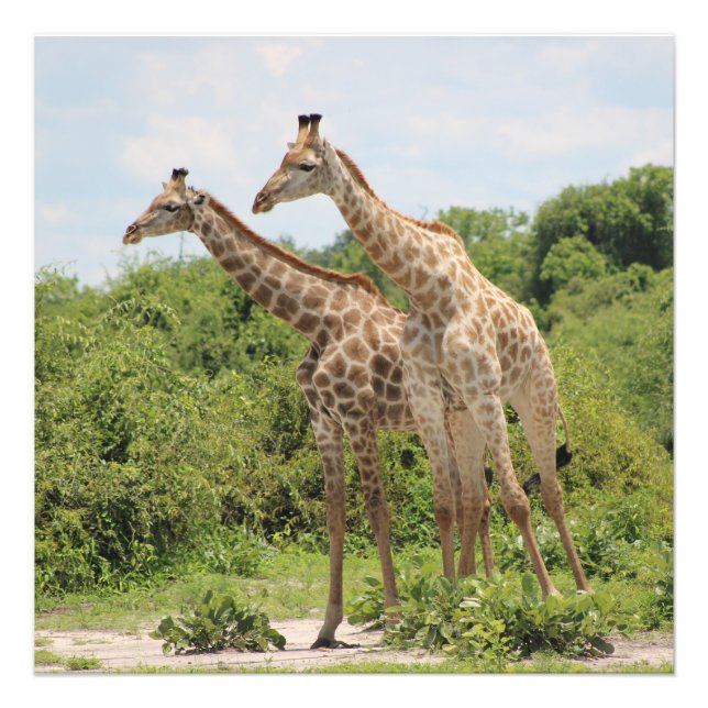 Foto Duas girafas (Frente)