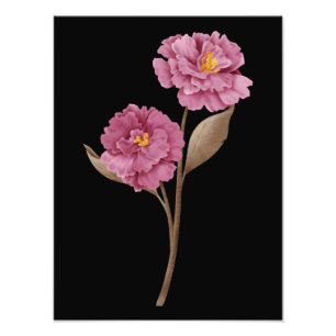 Foto Duas Peônias Rosa