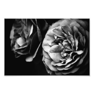 Foto duas rosas