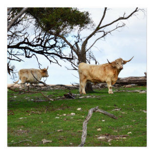 Foto Duas vacas das Terras Altas cor corça em terras ru