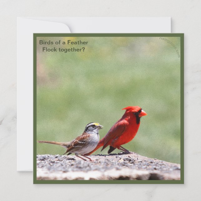 Foto e Gráfico de Pássaros ~ risingdove. (Frente)