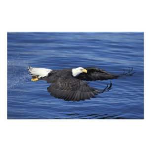 Foto E.U.A., Alasca, Península de Kenai Águia careca