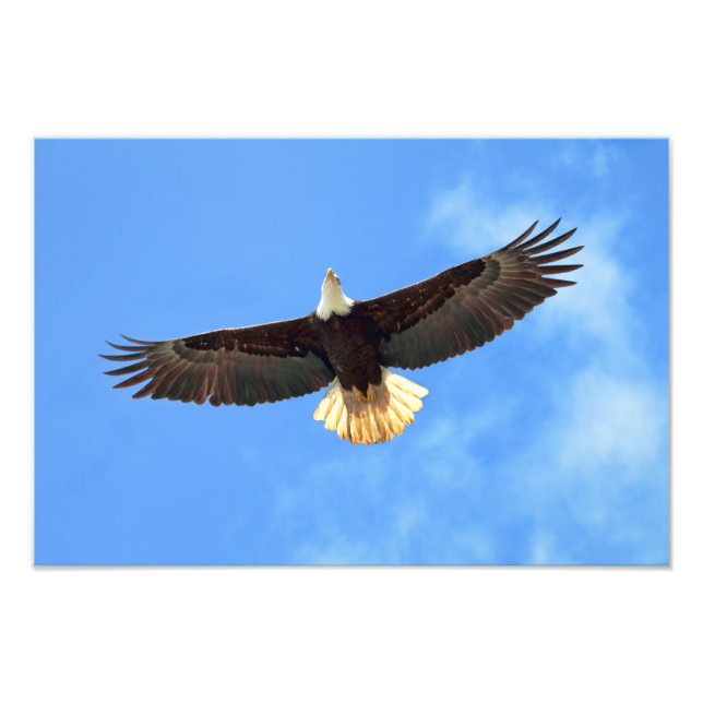 Foto Eagle Flying (Frente)