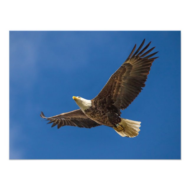 Foto Eagle Overhead (Frente)