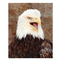Eagle Screech careca