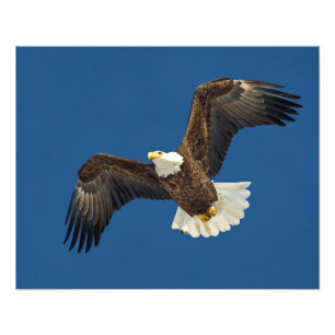 Foto Eagle subindo