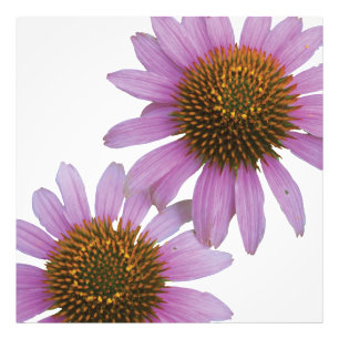 Foto Echinacea roxo