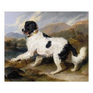 Foto Edwin Henry Landseer Leão — Um Cachorro Da Te
