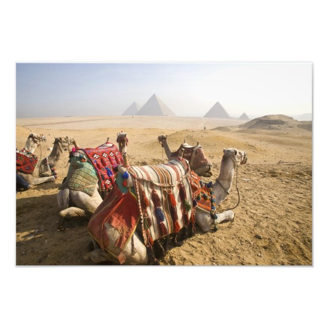 Foto Egito, Cairo. Camelos descansando (Frente)