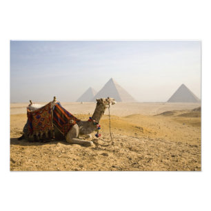 Foto Egito, Cairo. Um camelo solitário