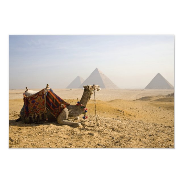 Foto Egito, Cairo. Um camelo solitário (Frente)