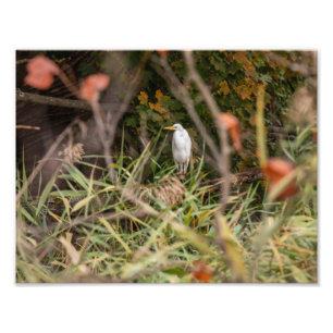 Foto Egret de Excelente