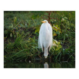 Foto Egret do excelente
