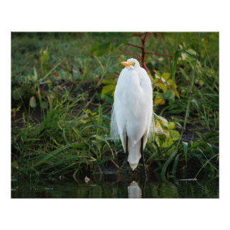 Foto Egret do excelente
