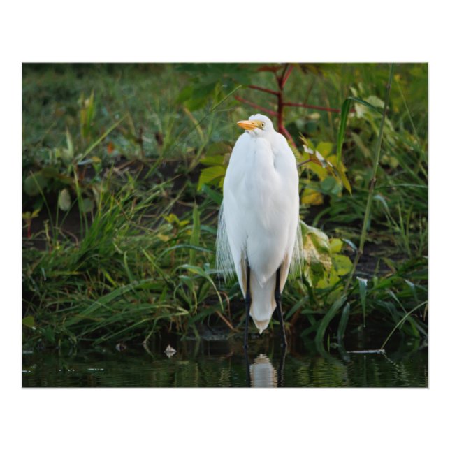 Foto Egret do excelente (Frente)