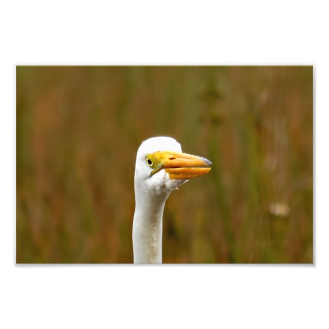 Foto Egret do excelente (Frente)