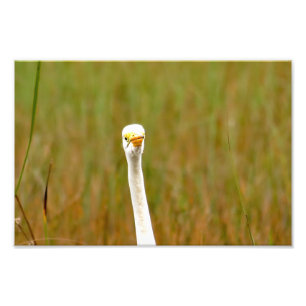 Foto Egret do excelente