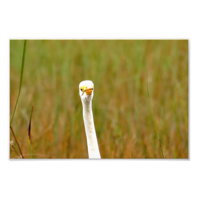 Foto Egret do excelente (Frente)