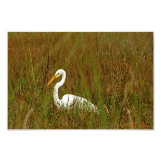 Foto Egret do excelente