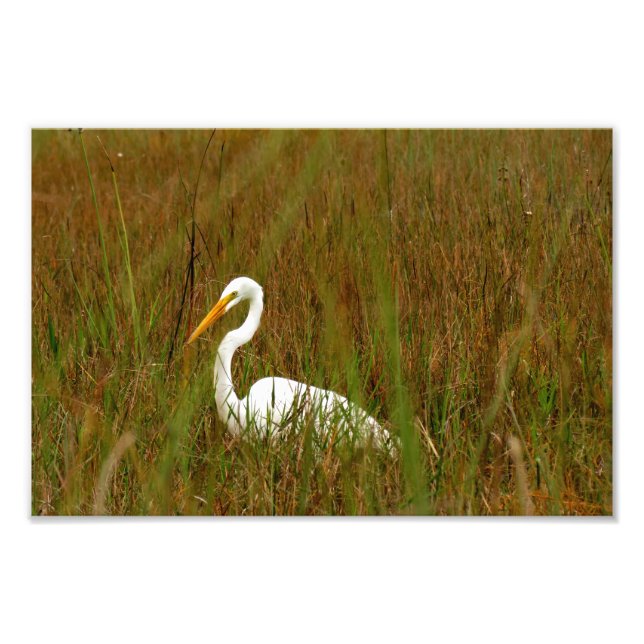 Foto Egret do excelente (Frente)