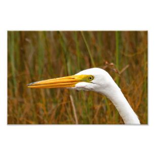 Foto Egret do excelente