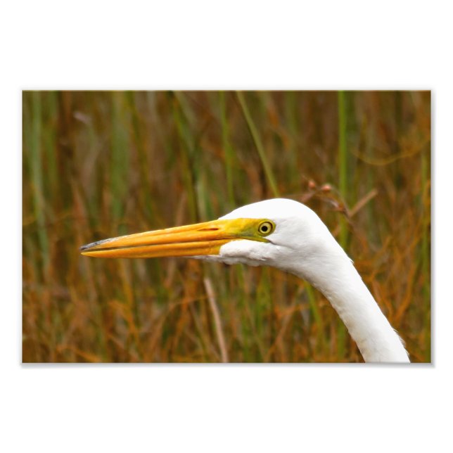 Foto Egret do excelente (Frente)