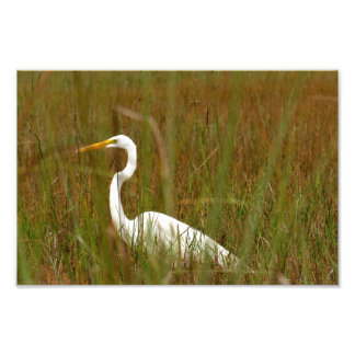 Foto Egret do excelente