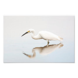 Foto Egret em lagoa estática