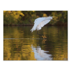 Foto Egret em voo sobre Ouro Pond