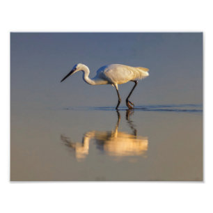 Foto Egret pequeno